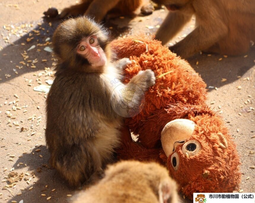 Di Balik Kisah Bayi Monyet Viral : Punch Dibuang Sang Ibu dan Bertahan Hidup Berkat Boneka