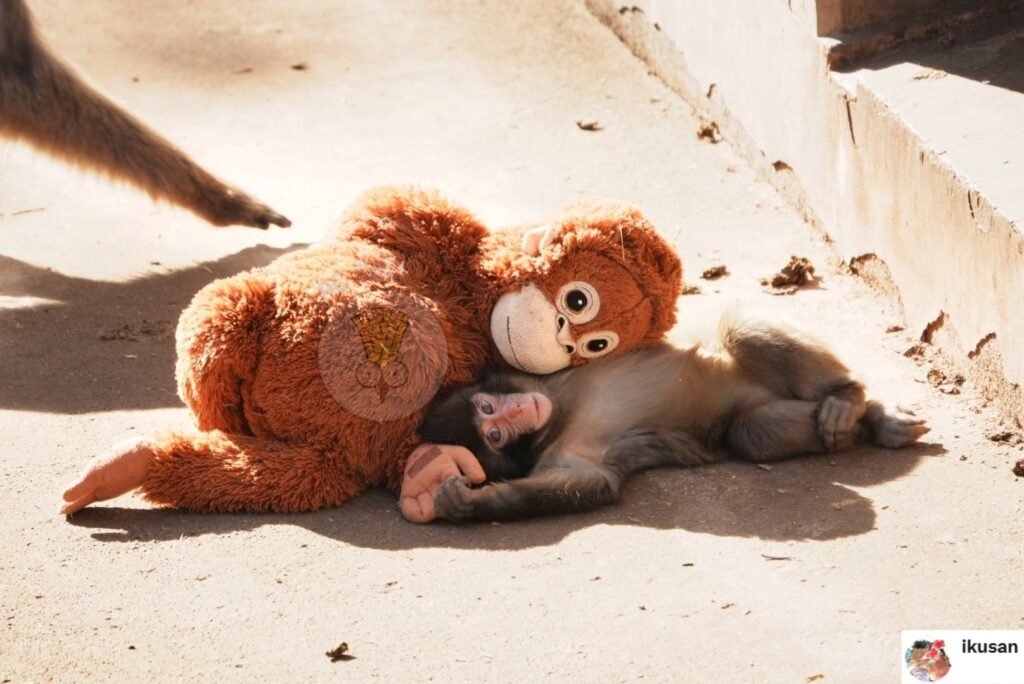 Di Balik Kisah Bayi Monyet Viral : Punch Dibuang Sang Ibu dan Bertahan Hidup Berkat Boneka 2 Di Balik Kisah Bayi Monyet Viral : Punch Dibuang Sang Ibu dan Bertahan Hidup Berkat Boneka