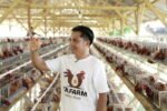 Peternak ayam petelur di Sumba Barat Daya kini mampu memasok 4.000 butir telur per hari untuk mendukung Program Makan Bergizi Gratis (MBG).