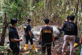 Menteri Kehutanan Raja Juli Antoni menegaskan sikap tegas pemerintah dalam mengusut tuntas kasus pemburuan gajah Sumatra di Riau.