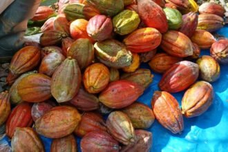 Harga biji kakao nasional jatuh drastis seiring permintaan global melemah.