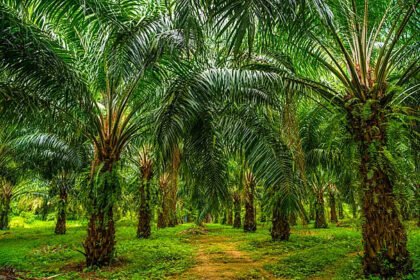 Sawit Disebut “Pohon” di KBBI, Apa Dampaknya bagi Isu Deforestasi?