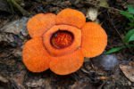 Dari Hutan Kalimantan Timur, Rafflesia Harjatii Resmi Diakui sebagai Spesies Baru lewat Analisis DNA 2026