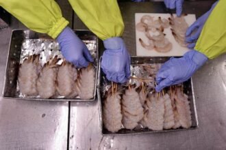 Emiten Pengolahan Udang Afiliasi Kaesang Jual Aset Rp135 Miliar Demi Lunasi Utang BCA