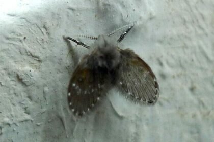 Kenali Serangga Kecil di Kamar Mandi yang Mirip Ngengat