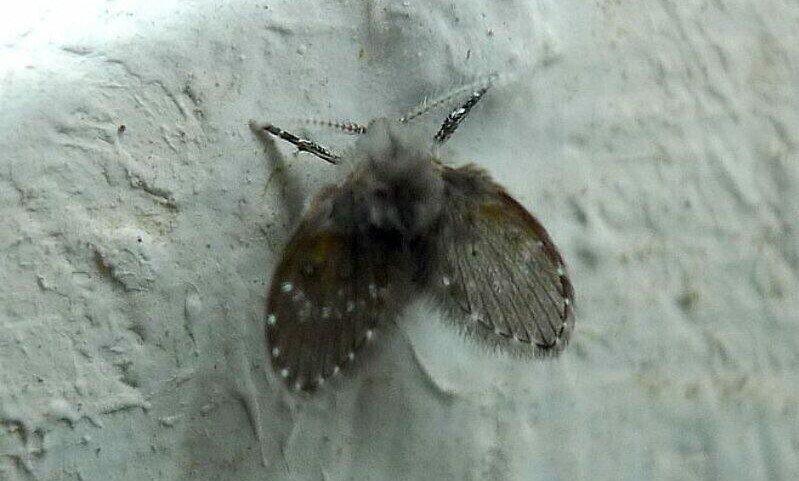 Kenali Serangga Kecil di Kamar Mandi yang Mirip Ngengat