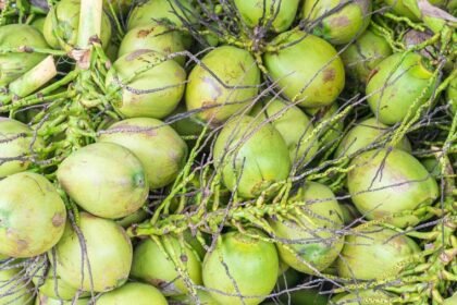 Gara-gara MBG Kelapa Utuh, BGN Beri Sanksi Penghentian Sementara 9 SPPG di Gresik
