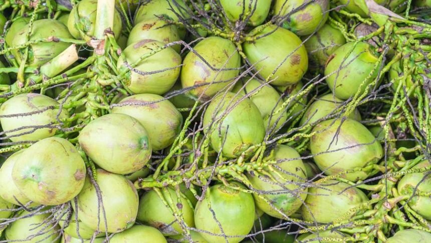 Gara-gara MBG Kelapa Utuh, BGN Beri Sanksi Penghentian Sementara 9 SPPG di Gresik