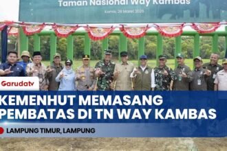 SOLUSI PERMANEN! Anggaran 850 Miliar Disiapkan Demi Akhiri Konflik Gajah & Warga di Way Kambas!