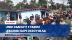 SAPI JUGA LEBARAN! Tradisi Unik Bakdan Sapi di Boyolali, Silaturahmi Bareng Hewan Ternak!