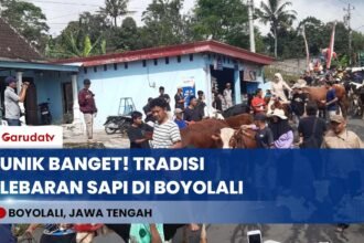 SAPI JUGA LEBARAN! Tradisi Unik Bakdan Sapi di Boyolali, Silaturahmi Bareng Hewan Ternak!