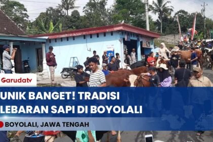 SAPI JUGA LEBARAN! Tradisi Unik Bakdan Sapi di Boyolali, Silaturahmi Bareng Hewan Ternak!