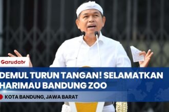 REAKSI CEPAT! Gubernur Jabar Dedi Mulyadi Turun Tangan Selamatkan Harimau di Bandung Zoo