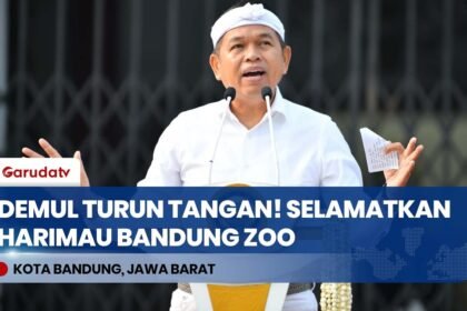 REAKSI CEPAT! Gubernur Jabar Dedi Mulyadi Turun Tangan Selamatkan Harimau di Bandung Zoo
