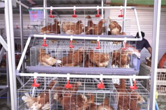 Penerima PKH di Desa Gejugjati, Pasuruan menerima bantuan 24 ekor ayam petelur dari Koperasi Desa Merah Putih sebagai program pemberdayaan ekonomi berbasis peternakan rakyat.
