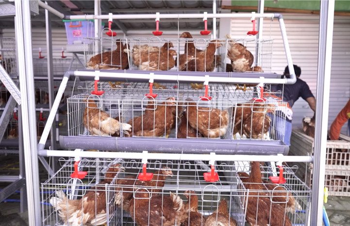 Penerima PKH di Desa Gejugjati, Pasuruan menerima bantuan 24 ekor ayam petelur dari Koperasi Desa Merah Putih sebagai program pemberdayaan ekonomi berbasis peternakan rakyat.