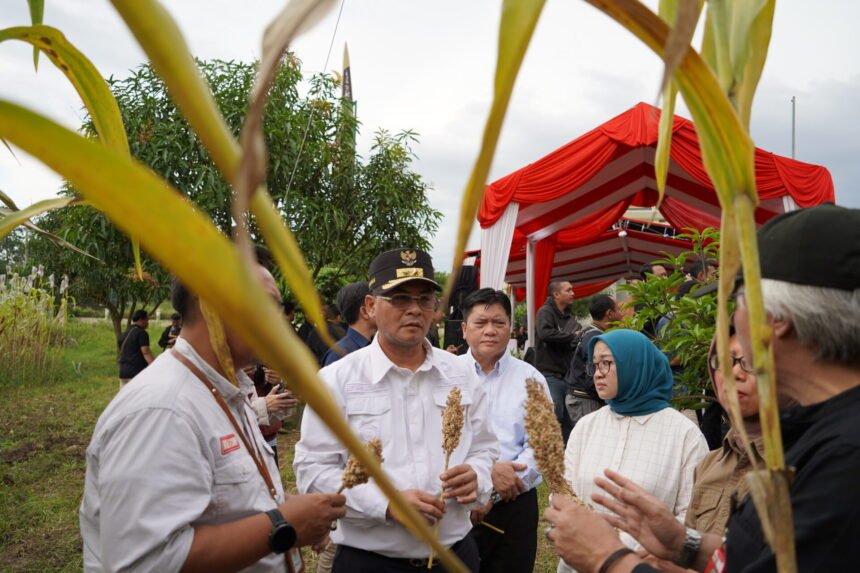 PTDI Panen Perdana Sorgum di Cirebon, Teken Kerja Sama Strategis untuk Ekspansi di Jawa Barat