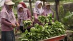 Berkat MBG, Kelompok Tani Wanita di Karanganyar Lebih Mudah Salurkan Panen Sayuran