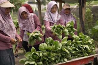Berkat MBG, Kelompok Tani Wanita di Karanganyar Lebih Mudah Salurkan Panen Sayuran