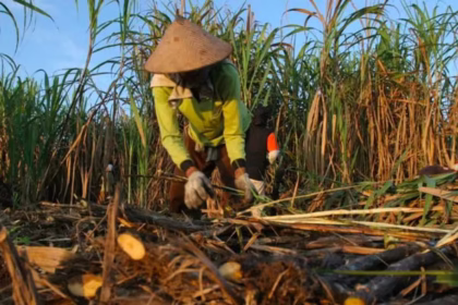 Kritik Impor Gula Rafinasi, DPR: Matikan Petani Tebu Lokal