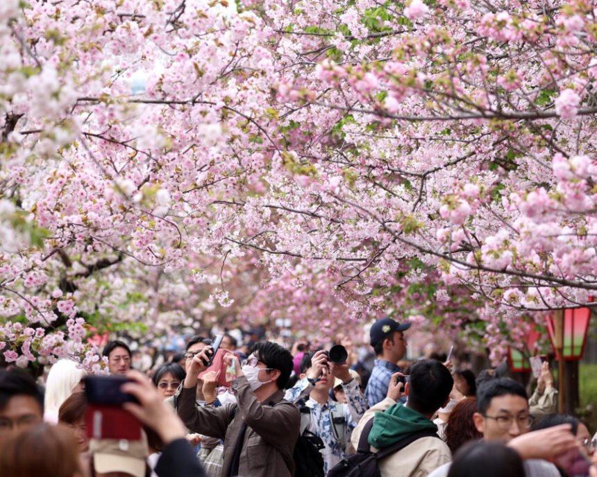 sakura