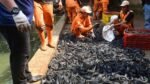 Pemprov DKI Tangkap 6,98 Ton Ikan Sapu-Sapu dalam Operasi Serentak