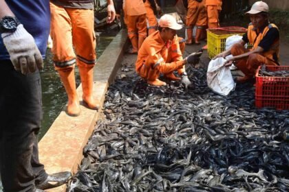 Pemprov DKI Tangkap 6,98 Ton Ikan Sapu-Sapu dalam Operasi Serentak