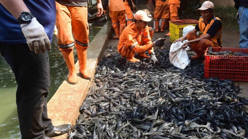 Pemprov DKI Tangkap 6,98 Ton Ikan Sapu-Sapu dalam Operasi Serentak