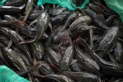 Populasi Ikan Sapu-Sapu Meledak