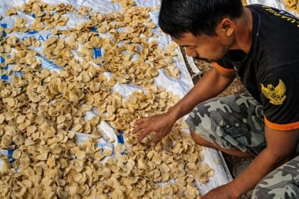 Sentuhan Pemberdayaan BRI Perkuat Lompatan Desa Sumberejo Pacitan Jadi Motor Ekonomi Desa yang Kian Bersinar