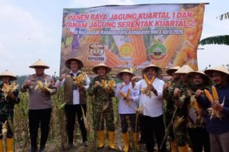 Dorong Swasembada Pangan, Bulog Kawal Panen Raya Jagung di Blora 
