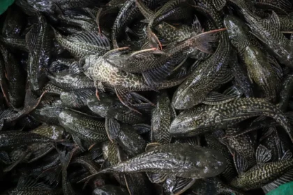 Mengapa Ikan Sapu-Sapu Kini Jadi Musuh Nomor Satu Sungai Jakarta?