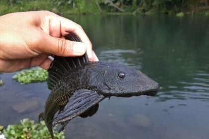 ikan sapu-sapu