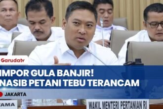 PETANI TEBU MENJERIT! Wamentan Sudaryono Skakmat Impor Gula Rafinasi yang Banjiri Pasar!