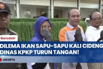 Spesies Invasif Menjamur, Dinas KPKP Bersihkan Puluhan Ikan Sapu-Sapu