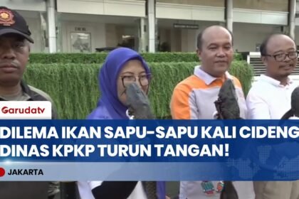 Spesies Invasif Menjamur, Dinas KPKP Bersihkan Puluhan Ikan Sapu-Sapu