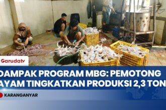 Berkah Dapur MBG: Usaha Ayam Potong Pasok 2,3 Ton Daging per Hari