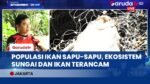Nelayan Ciliwung Menjerit! Ledakan Populasi Ikan Sapu-sapu Rusak Ekosistem Sungai