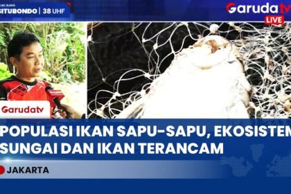 Nelayan Ciliwung Menjerit! Ledakan Populasi Ikan Sapu-sapu Rusak Ekosistem Sungai