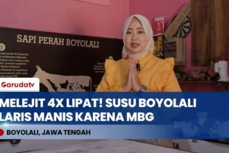 BOYOLALI BANJIR SUSU! Efek Program MBG, Produksi Susu Sapi Lokal Naik Drastis 4 Kali Lipat!