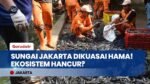 Ciliwung Dijajah! Perang Lawan Ribuan Ikan Sapu-Sapu yang Rusak Ekosistem Jakarta