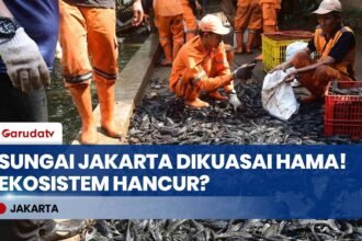 Ciliwung Dijajah! Perang Lawan Ribuan Ikan Sapu-Sapu yang Rusak Ekosistem Jakarta