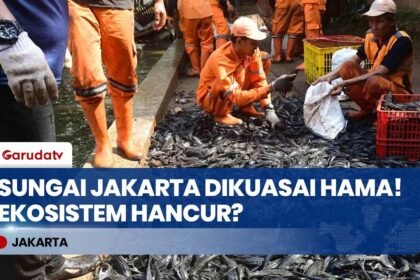 Ciliwung Dijajah! Perang Lawan Ribuan Ikan Sapu-Sapu yang Rusak Ekosistem Jakarta