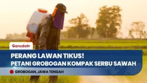 KOMPAK! Puluhan Petani Grobogan Gempur Sarang Tikus, Strategi Jitu Amankan Panen Raya!