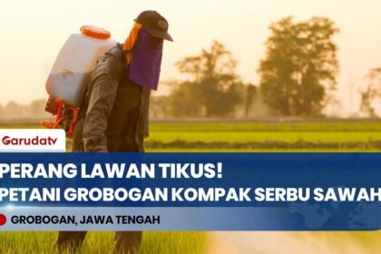 KOMPAK! Puluhan Petani Grobogan Gempur Sarang Tikus, Strategi Jitu Amankan Panen Raya!