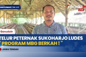 Sempat Sulit, Kini Telur Peternak di Sukoharjo Habis Terjerap Program Makan Bergizi Gratis