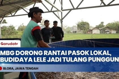 Budidaya Lele Warga Blora Jadi Pemasok Utama Makan Bergizi Gratis, Ekonomi Lokal Melejit!