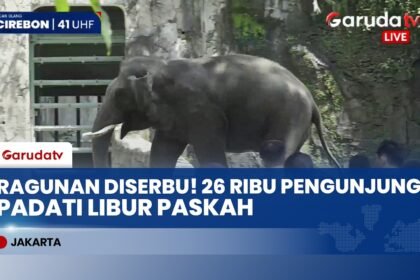 Serbu Ragunan! Ribuan Warga Padati Taman Margasatwa Rayakan Libur Paskah, Tiket Murah Jadi Incaran!