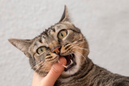 Waspada Luka Gigitan Meong yang Mematikan: Mengenal Pasteurella, Bakteri Penghuni Mulut Kucing