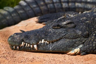 Ide Horor, India Pertimbangkan Pakai Pasukan Buaya dan Ular Berbisa untuk Jaga Perbatasan